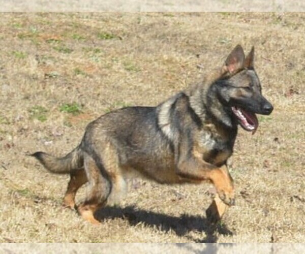 Medium Photo #1 German Shepherd Dog Puppy For Sale in POWDER SPRINGS, GA, USA