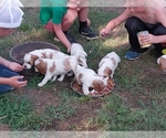 Small Photo #14 Cavalier King Charles Spaniel Puppy For Sale in STILWELL, OK, USA
