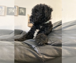 Miniature Labradoodle Puppy for sale in DAVENPORT, IA, USA