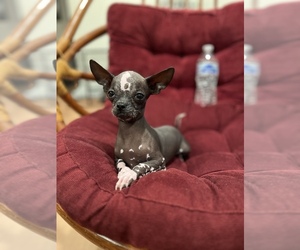 Xoloitzcuintli (Mexican Hairless) Puppy for sale in REDLANDS, CA, USA