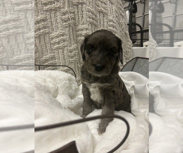 Medium Photo #1 Aussiedoodle Puppy For Sale in PASCAGOULA, MS, USA
