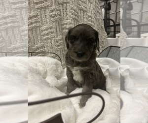 Aussiedoodle Puppy for Sale in PASCAGOULA, Mississippi USA