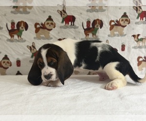 Basset Hound Puppy for sale in TEMPE, AZ, USA