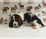 Small Basset Hound