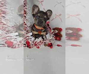 French Bulldog Puppy for sale in JASONVILLE, IN, USA