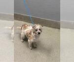 Small Mutt