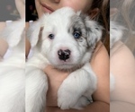Small Photo #7 Border-Aussie Puppy For Sale in ANTELOPE, CA, USA