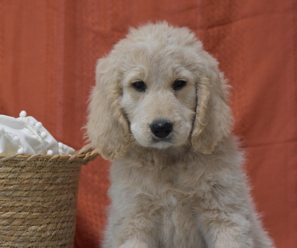 Medium Photo #1 Goldendoodle Puppy For Sale in ARCANUM, OH, USA