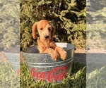 Small #3 Goldendoodle (Miniature)