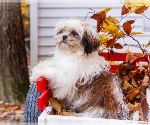 Medium Photo #6 Shih Tzu Puppy For Sale in WAKARUSA, IN, USA