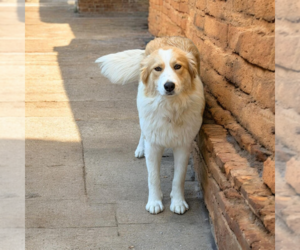 Aussie Pyrenees Dog for Adoption in Vail, Arizona USA