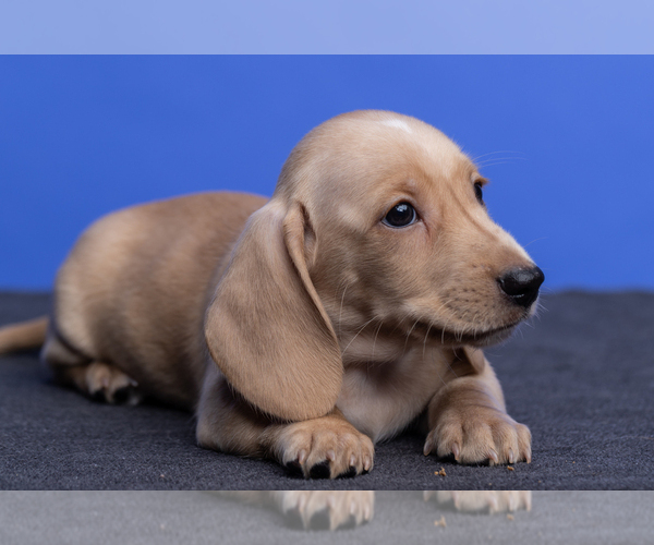 Medium Photo #5 Dachshund Puppy For Sale in CROWLEY, TX, USA