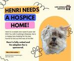 Small #2 Shih Tzu Mix