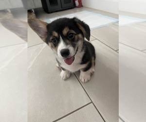 Pembroke Welsh Corgi Puppy for sale in OAKLEY, CA, USA