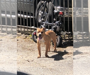 American Bulldog-American Bully Mix Puppy for sale in BRIDGEPORT, CT, USA