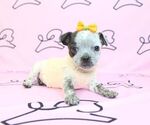 Small Photo #10 Chihuahua Puppy For Sale in LAS VEGAS, NV, USA