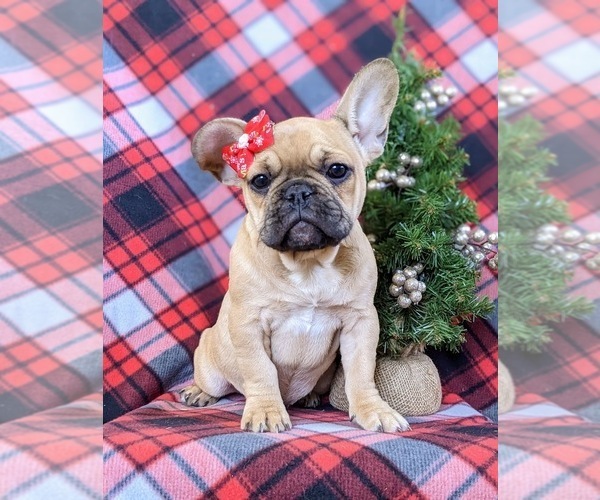 Medium Photo #1 French Bulldog Puppy For Sale in PARADISE, PA, USA