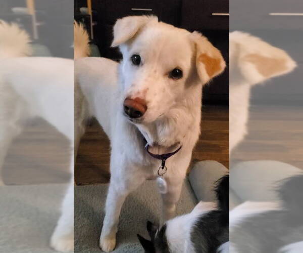 Medium Photo #2 Labsky Puppy For Sale in Temecula, CA, USA