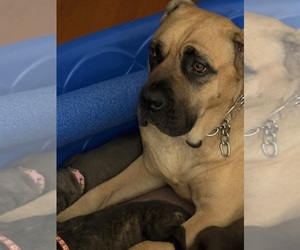 Mother of the Cane Corso puppies born on 04/21/2025