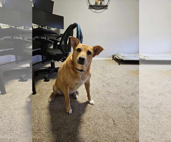 Medium Photo #1 Basenji-Labrador Retriever Mix Puppy For Sale in St. Cloud, MN, USA