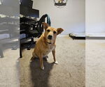 Small Basenji-Labrador Retriever Mix