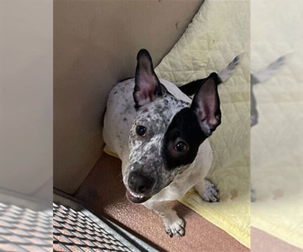 Medium Photo #1 Mutt Puppy For Sale in Ogden, UT, USA