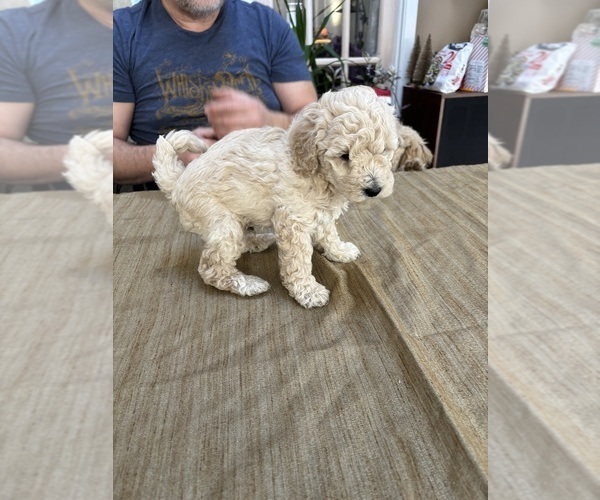 Medium Photo #14 Poodle (Miniature) Puppy For Sale in EAST AMHERST, NY, USA