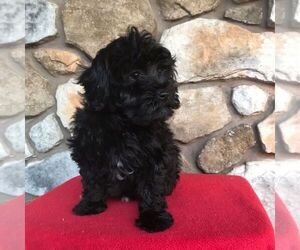 Aussiedoodle Miniature Puppy for sale in EAST EARL, PA, USA