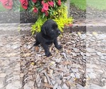 Small #3 Labrador Retriever