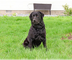 Small #2 Labrador Retriever