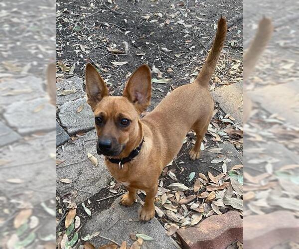 Medium Photo #1 Dachshund-Unknown Mix Puppy For Sale in San Antonio, TX, USA