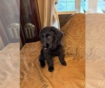 Small #12 Flat Coated Retriever