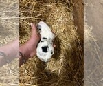 Puppy Male 5 Texas Heeler