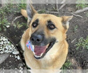 German Shepherd Dog-Unknown Mix Dogs for adoption in Tulsa, OK, USA
