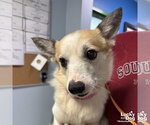 Small #1 Jack Russell Terrier Mix