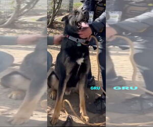 GRU - Male Australian Kelpie-German Shepherd Dog Mix Dog for Adoption - Photo #5