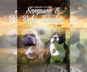 American Bully Puppy for sale in FORESTHILL, CA, USA