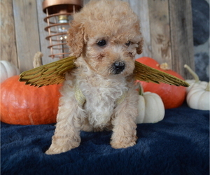 Poodle (Miniature) Puppy for sale in HONEY BROOK, PA, USA