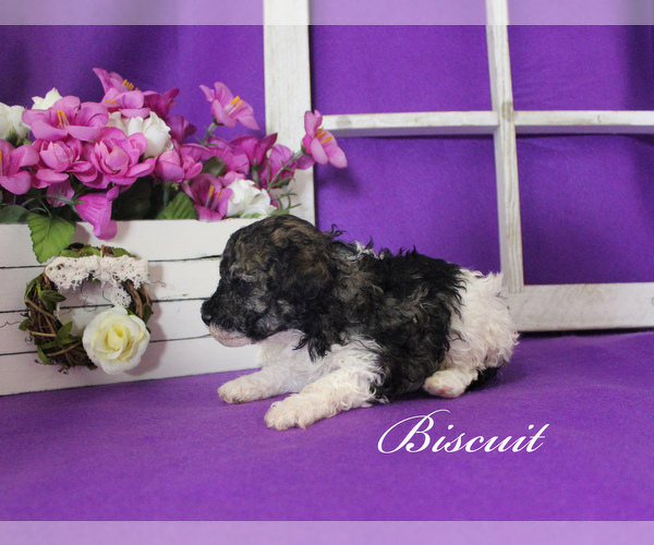 Medium Photo #11 Poodle (Toy) Puppy For Sale in CHANUTE, KS, USA