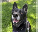 Small #2 German Shepherd Dog Mix