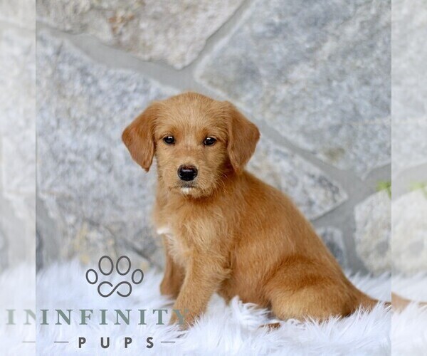 Medium Photo #4 Miniature Labradoodle Puppy For Sale in BIRD IN HAND, PA, USA