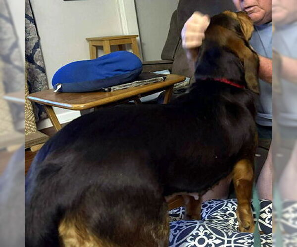 Medium Photo #3 Bagle Hound Puppy For Sale in Deepwater, NJ, USA