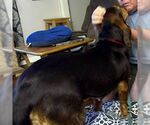 Small #2 Bagle Hound