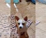 Small Photo #1 Chihuahua Puppy For Sale in CARTHAGE, TX, USA