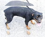 Small #1 Rottweiler