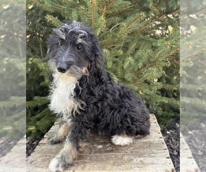 Bernedoodle (Miniature) Puppy for sale in MIDDLEBURY, IN, USA