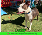 Small #4 American Pit Bull Terrier Mix