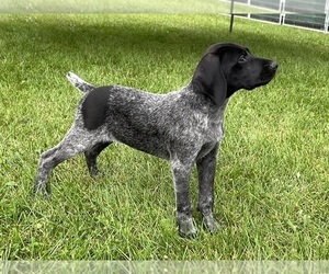 German Shorthaired Pointer Puppy for sale in SANBORN, NY, USA