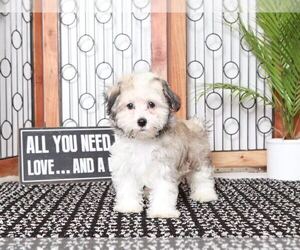 Medium Havanese