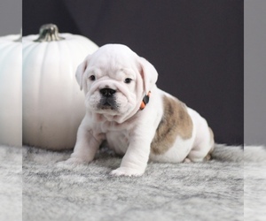English Bulldog Puppy for sale in LAKEWOOD VILLAGE, TX, USA